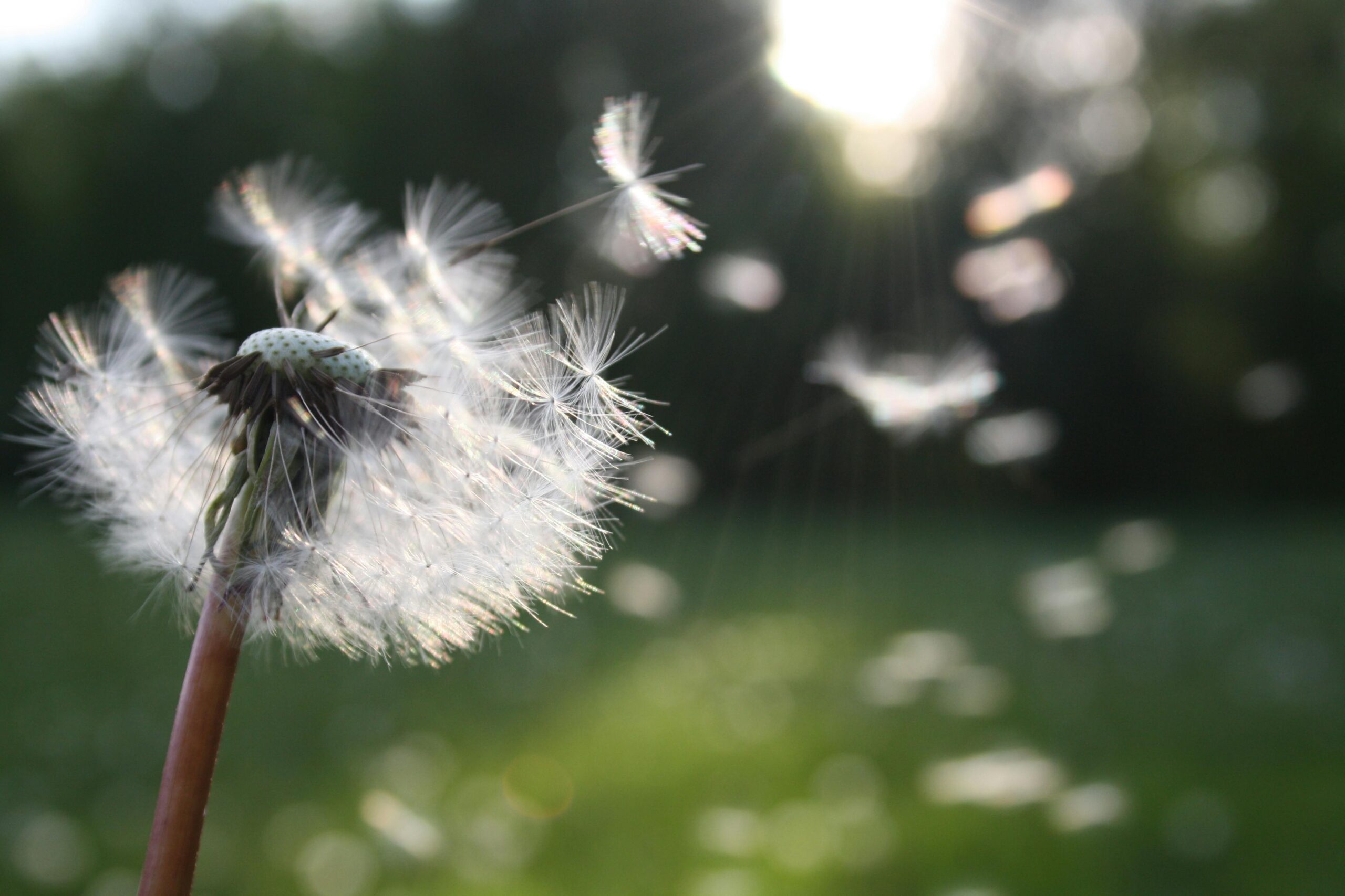 Dandelion blown in the wind